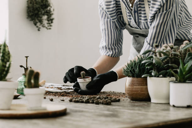 Gardeners hand planting cacti and succulents in white pots on the wooden table. Concept of home gardener. Concept of home gardener and garden. Planting flowers, cacti and succulents. potting stock pictures, royalty-free photos & images