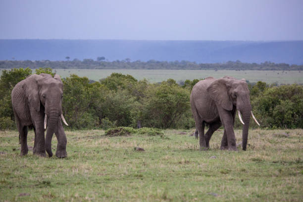 Two adult elephants grazing Taken on safari 2017 serengeti elephant conservation stock pictures, royalty-free photos & images