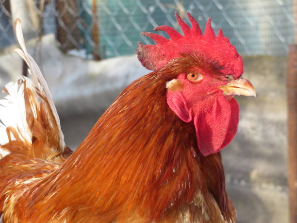 istock Red rooster on the farm close-up 1090543282