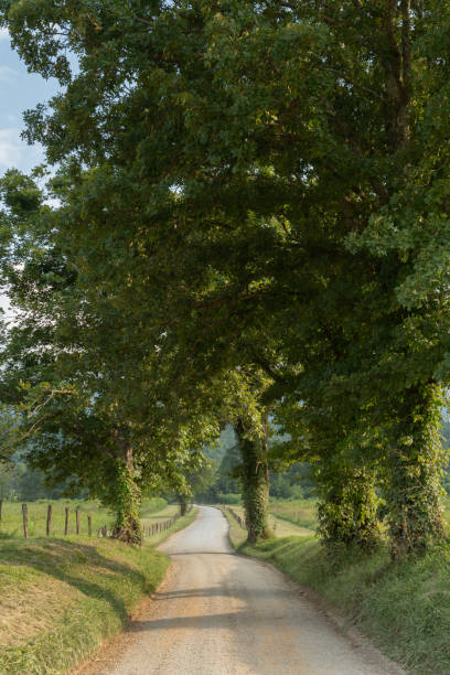 istock Dust Covered Ivy And Trees On Hyatt Lane 1090543660