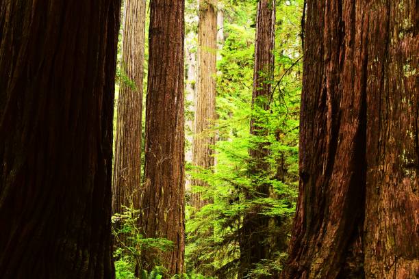 istock Redwood National Park 1090546220