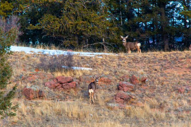 Three deer foraging for food in the Colorado wilderness at sunrise on a beautiful winter morning.