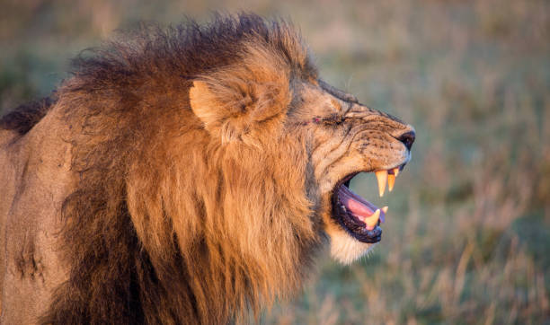 istock Male lion flehmen 1090546470