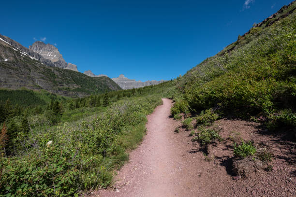 гриннелл ледник трейл прорезает зеленую долину - montana mountain lupine meadow стоковые фото и изображения