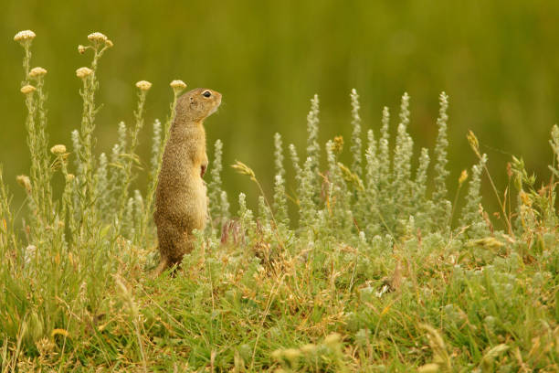 istock European ground squirrel / Spermophilus citellus 1090546924