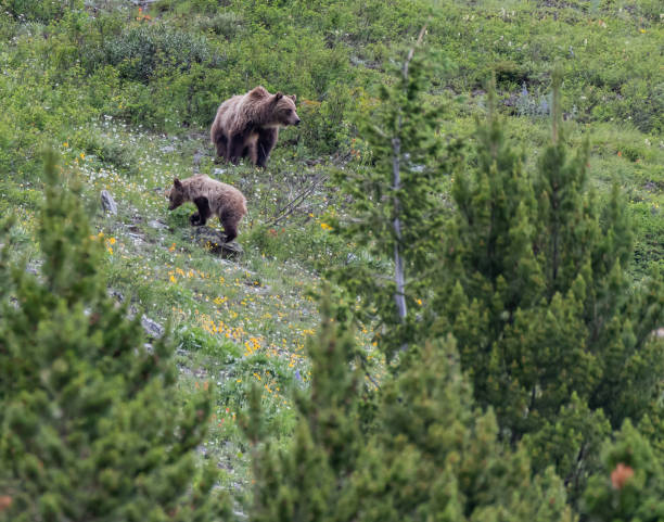 istock Grizzly Mother and Cub Through Trees 1090546948