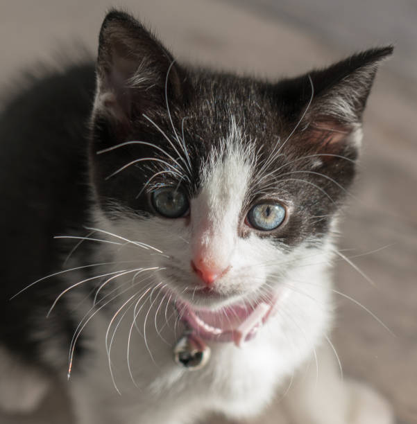 istock Black and white kitten around 10 weeks old 1090547312