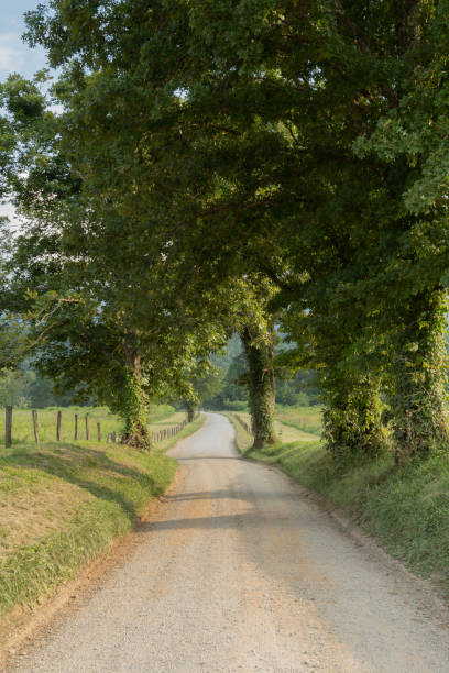istock Ivy Covered Trees Line Hyatt Lane 1090547406