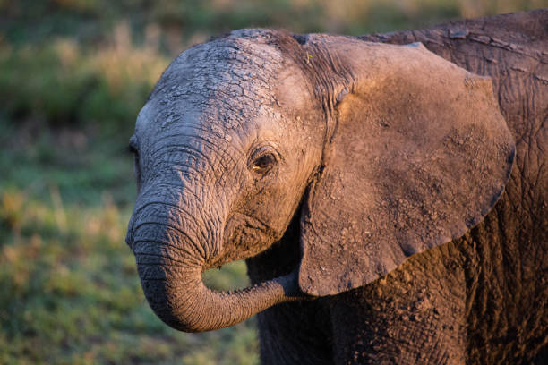 Baby elephant close up Taken on safari 2017 serengeti elephant conservation stock pictures, royalty-free photos & images