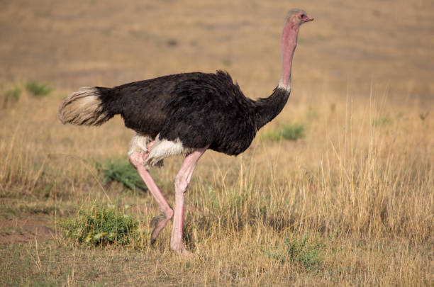 istock Male ostrich walking 1090550282