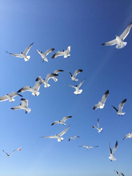 istock It is a lot of seagull highly in the sky 1090555232