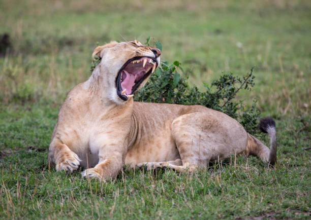 istock Female lion yawning 1090555448