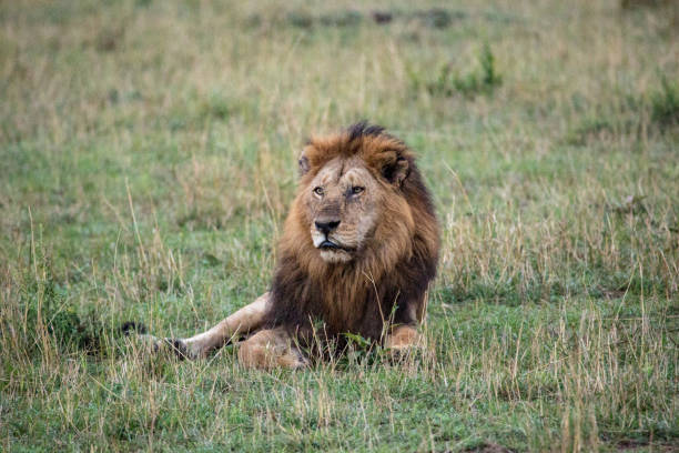 istock Male Lion lying on ground 1090556970