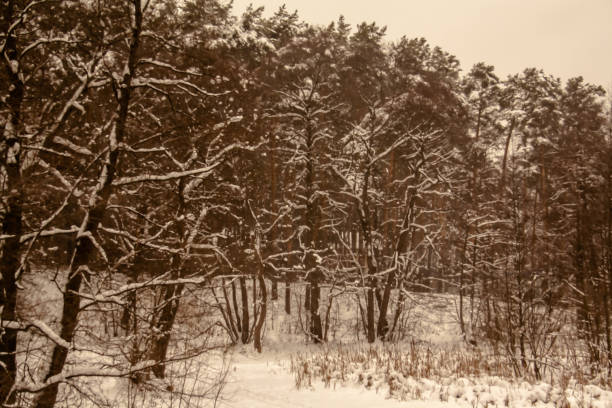 istock A Snowy Winter Morning 1090557014