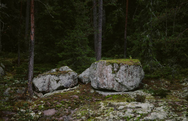 Misty and rocky forest in autumn, the trees are golden yellow red and green colored and there are leaves on the ground.  The trees grow between the rocks. The rocks are overgrown with moss.