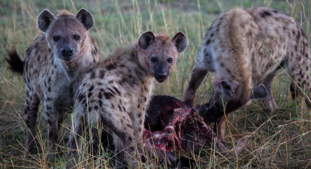 istock Hyena family eating wildebeest 1090557284