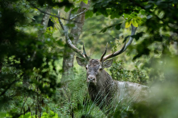 istock Red deer (Cervus elaphus) in a meadow near the forest during the rut 1090557794