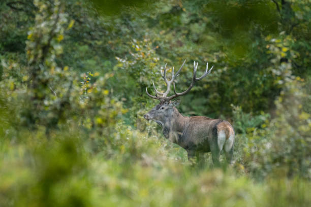 istock Red deer (Cervus elaphus) in a meadow near the forest during the rut 1090560394