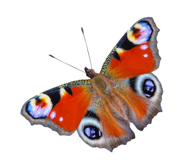 istock Close up view on a Peacock butterfly (Aglais io) isolated on a white background 1090560556