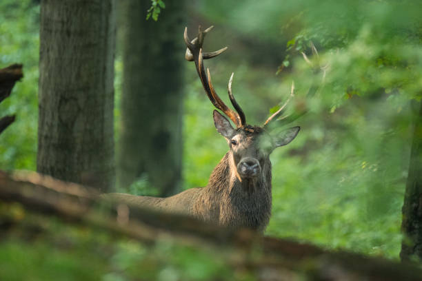 istock Red deer (Cervus elaphus) in the forest during the rut. Bieszczady Mountains. Poland 1090560864