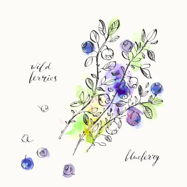 Vector illustration of Summer ink and watercolor stain illustration. Wild blueberries branches with leaves.