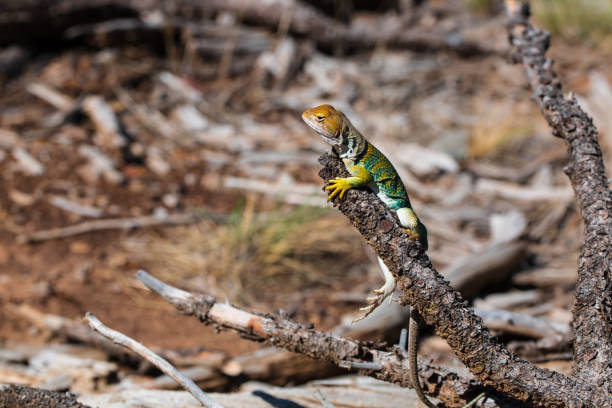 istock Eastern collared lizard in the desert of Utah Crotaphytus collaris 1090564804
