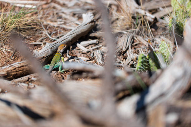 Eastern collared lizard in the desert of Utah Crotaphytus collaris