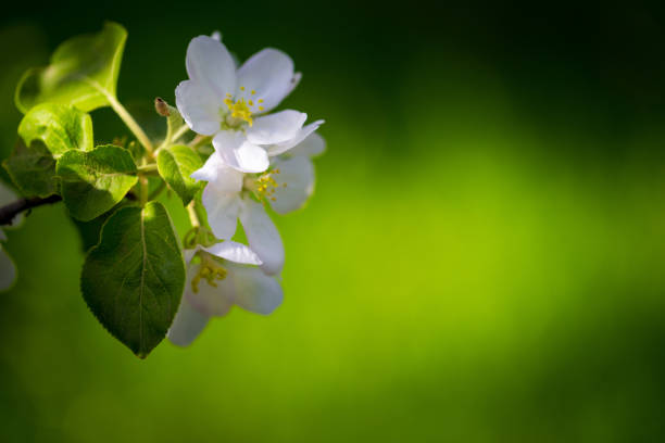 Blooming apple branch at spring garden against unfocused green grass background.