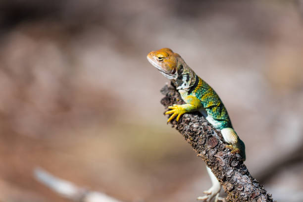 восточная ящерица с воротником в пустыне crotaphytus collaris - lizard collared lizard reptile animal стоковые фото и изображения