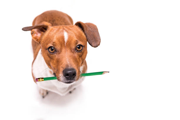 l'adorabile cane jack russell terrier tiene una matita in bocca. carino cane da ufficio - dog education holding animal foto e immagini stock