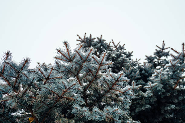 istock Windet cold snow frost background fir tree close up 1090570474