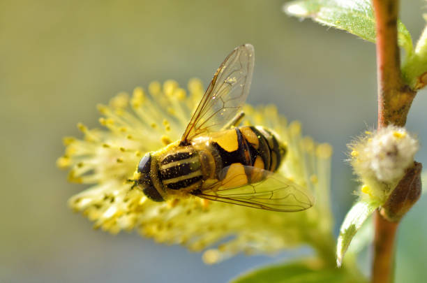 istock German wasp collects pollen from plants. 1090570650