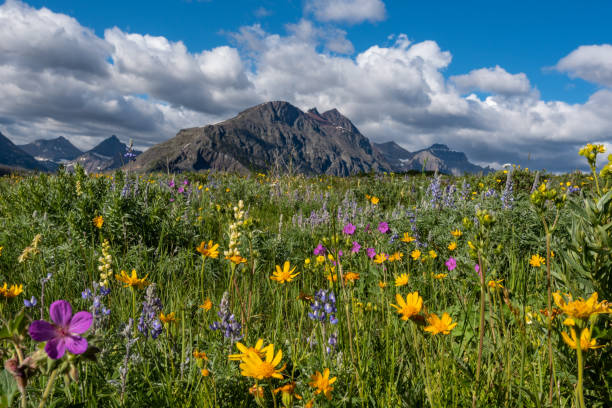 istock Yellow and Purple Wildflowers in Foreground 1090572470
