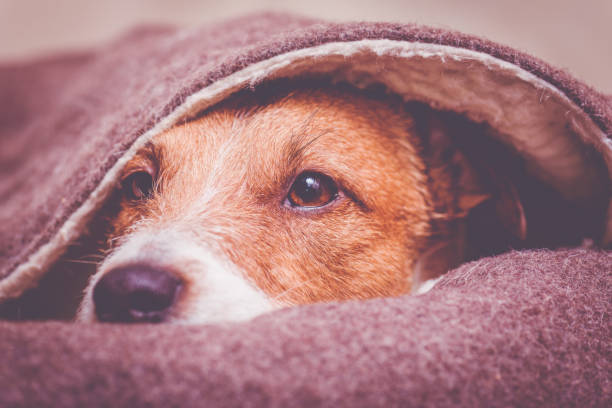 istock Cute calm dog looking from hooded wool pet bed 1090573152