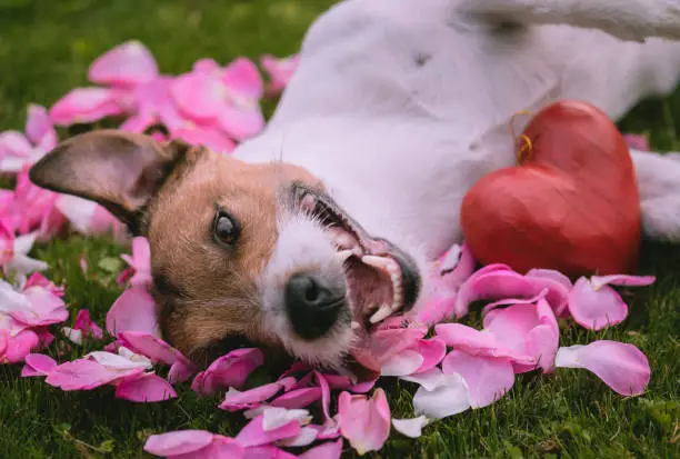 Photo of Romantic concept for Valentine's day with red heart and dog on roses petals