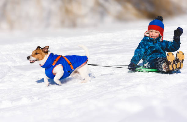 Dog sledging happy boy on slippery downhill toboggan Jack Russell Terrier playing as sleddog dogsledding stock pictures, royalty-free photos & images