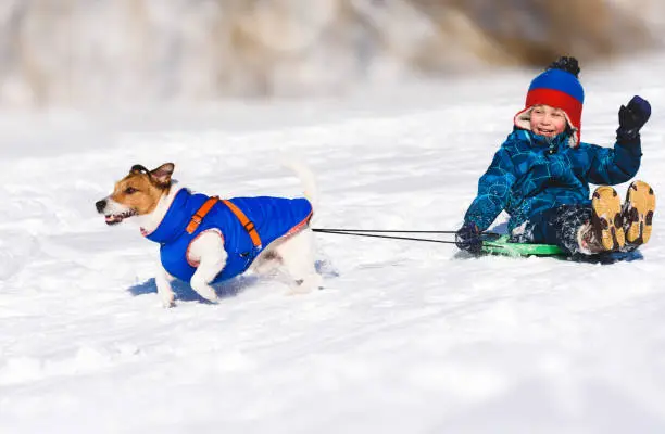 Photo of Dog sledging happy boy on slippery downhill toboggan