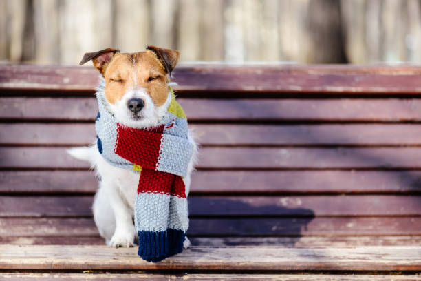 concetto hygge con cane felice che indossa un'accogliente sciarpa calda - clothing satisfaction enjoyment day foto e immagini stock