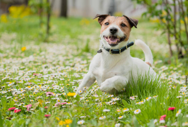 escena de primavera con perro feliz jugando con flores en el césped de la hierba verde fresca - terrier jack russell fotografías e imágenes de stock