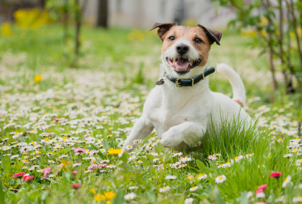 Spring scene with happy dog playing on flowers at fresh green grass lawn Cheerful Jack Russell Terrier running at camera collar stock pictures, royalty-free photos & images