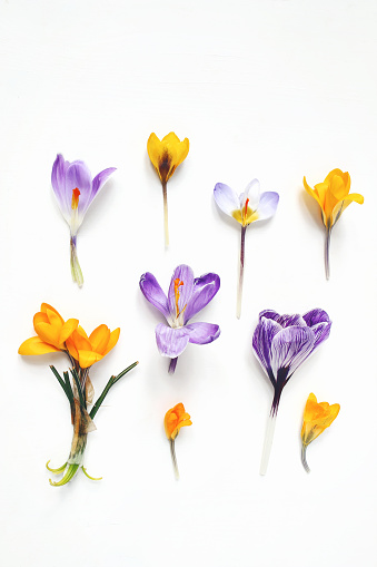 Spring, Easter floral composition. Yellow and violet crocuses flowers isolated on white wooden background. Styled stock photo, flat lay, top view.