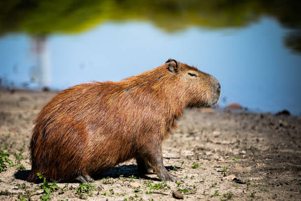 istock Rodent by the lake 1090576996