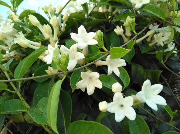 istock The beautiful Jasmine flower in garden 1090578890