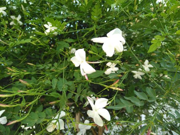 istock The beautiful Jasmine flower in garden 1090578892