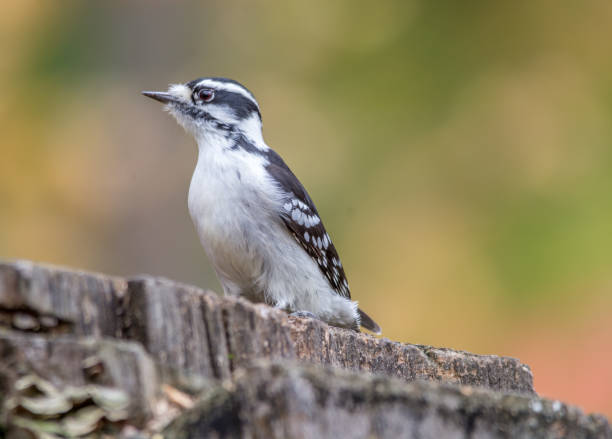 istock Downy Woodpecker  at Tylee Marsh 1090585098