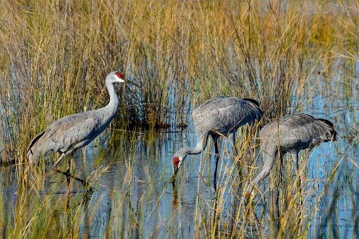Sandhill Crane family feeding in the wetlands