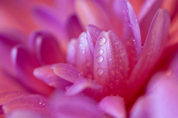 istock Pink chrysanthemum with water droplets 1090592138