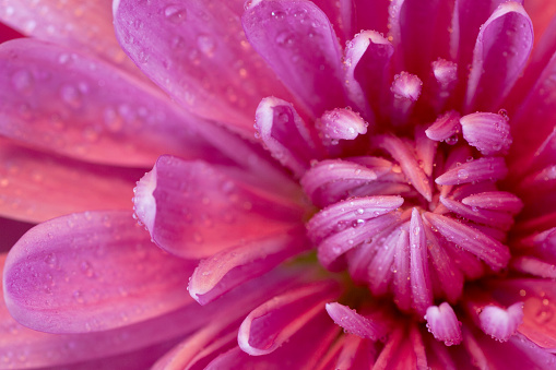 Overhead macro view of water droplets on the petals of a pink chrysanthemum