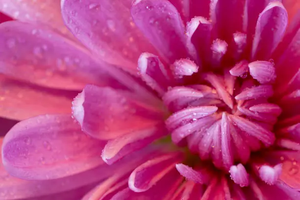 Photo of Pink chrysanthemum with water droplets