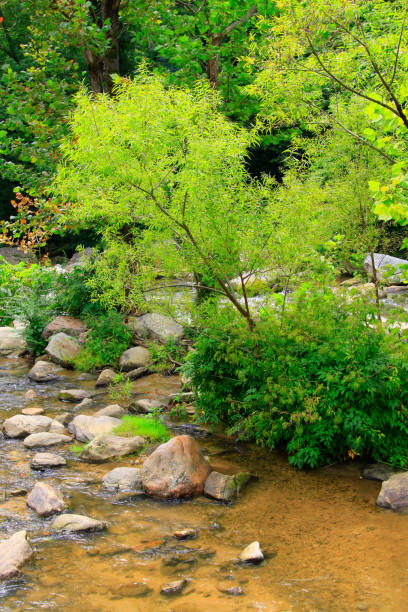 istock Vivid, brilliant green trees and a rocky stream 1090592936